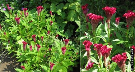 Celosia fésű, termesztés és karbantartás