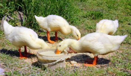 Mit és hogyan kell etetni a kacsákat az otthoni diéta és takarmányozási szabályokat