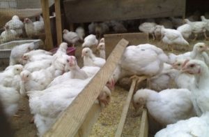 A takarmány brojlercsirkék otthon, hogy gyorsabban nőnek (csirke) A takarmány brojlercsirkék otthon, gyorsabban nőnek,