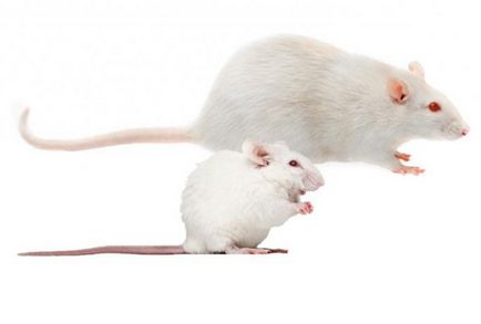 Mi a különbség a gombbal a fő jellemzői a patkány