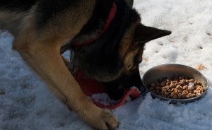 Mi a különbség a golden retriever Labrador retriever, „hogy mancs”