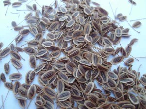 A csalit ponty - receptek csali (csali) A csali ponty - receptek csali