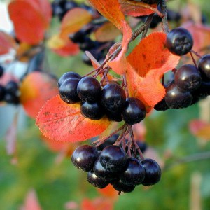 Chokeberry hasznos tulajdonságok, élelmiszer és egészség (berkenye) Berkenye hasznos tulajdonságok, az élelmiszerek és az egészség