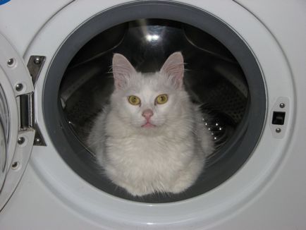 Mi van, ha egy macska szőr (korpásodás kezelés macskák) Mi van, ha a macska szőr