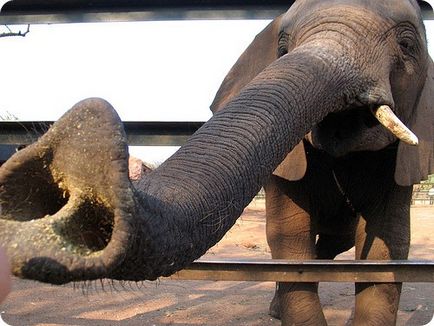 Mit tudunk elefántokat