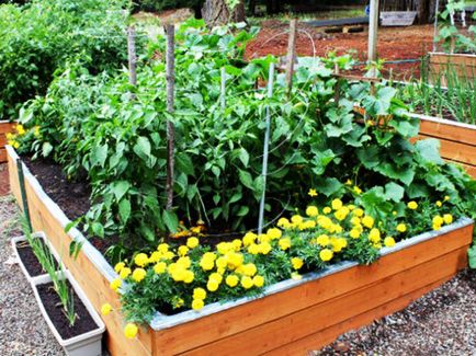 Hogy lehet ültetni, és üvegházban a kertben, valamint uborka, ami után zöldségek jobban csinálni is