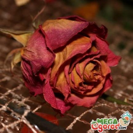 Mit lehet tenni a szárított rózsa - dekorációk a kertben, és otthon belső