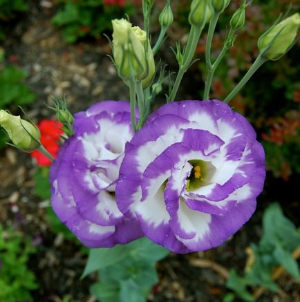 Virág eustoma fotó és termesztése magok otthon (home) Virág eustoma fotó és termesztése magok otthon