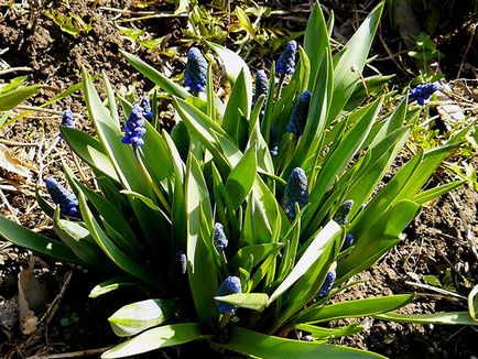 Muscari virágok - ültetés és gondozás, muscari fotó, termesztés és tárolás; muscari virágzás után