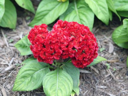 Virág celosia - növekvő magról; fotó celosia, celosia ültetés és gondozás a kertben; Celosia szárnyas (termés) Virág celosia - növekvő magról; fotó celosia, celosia ültetés és gondozás a kertben; tollas celosia