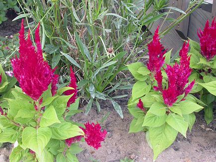 Virág celosia - növekvő magról; fotó celosia, celosia ültetés és gondozás a kertben; tollas Celosia (celosia) Virág celosia - növekvő magról; fotó celosia, celosia ültetés és gondozás a kertben; tollas celosia