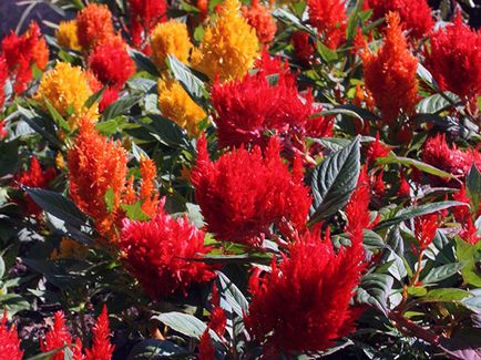 Virág celosia - növekvő magról; fotó celosia, celosia ültetés és gondozás a kertben; tollas Celosia (celosia) Virág celosia - növekvő magról; fotó celosia, celosia ültetés és gondozás a kertben; tollas celosia