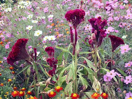 Virág celosia - növekvő magról; fotó celosia, celosia ültetés és gondozás a kertben; Celosia szárnyas (mag) Virág celosia - növekvő magról; fotó celosia, celosia ültetés és gondozás a kertben; tollas celosia