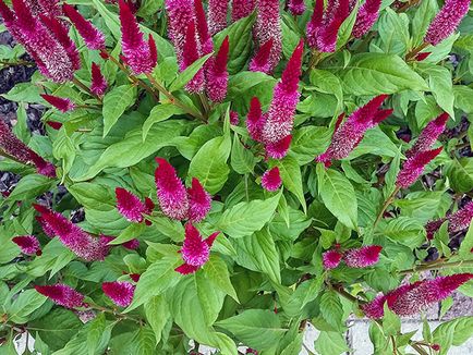 Virág celosia - növekvő magról; fotó celosia, celosia ültetés és gondozás a kertben; Celosia szárnyas (tselloziya) Virág celosia - növekvő magról; fotó celosia, celosia ültetés és gondozás a kertben; tollas celosia