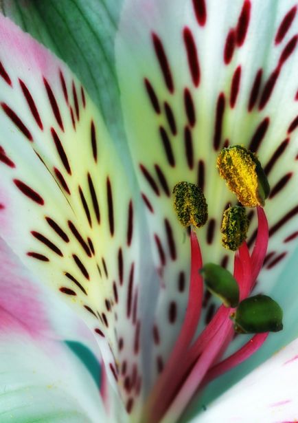 Pollen, mint összegyűjteni, mint egyedi szín pollen rasteniysvoy községben