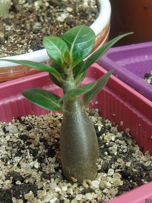 Virág Adenium videó ellátás, termesztési körülmények megváltozása az otthon, egy fénykép és egy leírást (ellátás) Virág Adenium videó ellátás, termesztési körülmények, a változás az otthoni, fotók és leírás