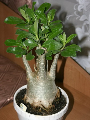 Virág Adenium videó ellátás, termesztési körülmények, a változás az otthoni, fotó és leírás (Adenium) Virág Adenium videó ellátás, termesztési körülmények, a változás az otthoni, fotók és leírás