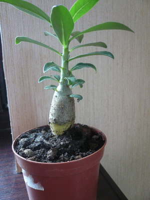 Virág Adenium videó ellátás, termesztési körülmények megváltozása az otthon, egy fénykép és egy leírást (ellátás) Virág Adenium videó ellátás, termesztési körülmények, a változás az otthoni, fotók és leírás
