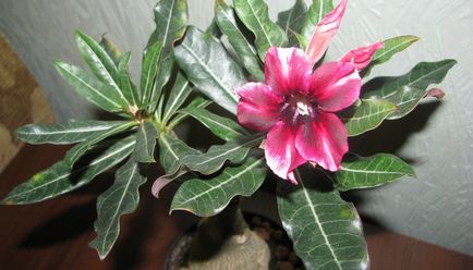 Virág Adenium videó ellátás, termesztési körülmények, a változás az otthoni, fotók és leírás