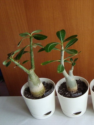 Virág Adenium videó ellátás, termesztési körülmények, a változás az otthoni, fotó és leírás (virág) Virág Adenium videó ellátás, termesztési körülmények, a változás az otthoni, fotók és leírás
