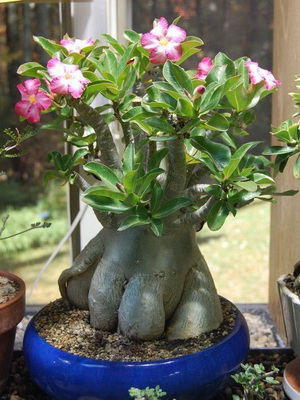 Virág Adenium videó ellátás, termesztési körülmények, a változás az otthoni, fotó és leírás (virág) Virág Adenium videó ellátás, termesztési körülmények, a változás az otthoni, fotók és leírás
