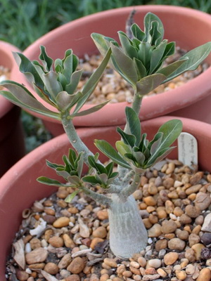 Virág Adenium videó ellátás, termesztési körülmények, a változás az otthoni, fotó és leírás (Adenium) Virág Adenium videó ellátás, termesztési körülmények, a változás az otthoni, fotók és leírás