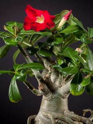 Virág Adenium videó ellátás, termesztési körülmények, a változás az otthoni, fotó és leírás (virág) Virág Adenium videó ellátás, termesztési körülmények, a változás az otthoni, fotók és leírás