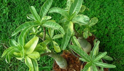 Virág Adenium videó ellátás, termesztési körülmények, a változás az otthoni, egy fénykép és egy leírást (feltétel) Virág Adenium videó ellátás, termesztési körülmények, a változás az otthoni, fotók és leírás