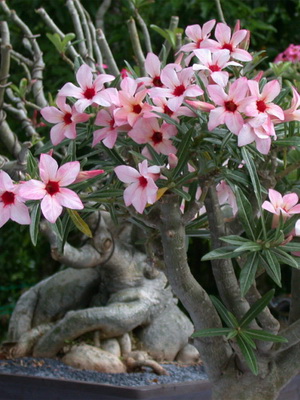 Virág Adenium videó ellátás, termesztési körülmények, a változás az otthoni, fotó és leírás (Adenium) Virág Adenium videó ellátás, termesztési körülmények, a változás az otthoni, fotók és leírás