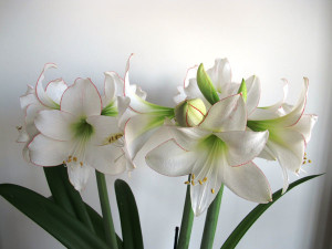 Amaryllis virág - különösen érdekel otthon (fotók és videó)