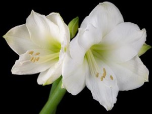 Amaryllis virág - különösen érdekel otthon (fotók és videó)
