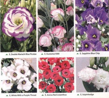 Eustoma virág, fotó, termesztés (palánták fejlődnek) Eustoma virág, fotó, termesztés