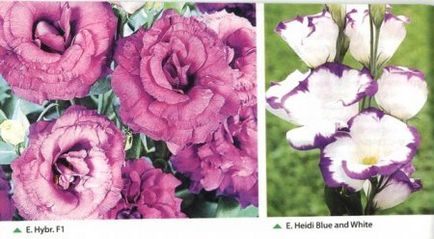 Eustoma virág, fotó, termesztés (palánták fejlődnek) Eustoma virág, fotó, termesztés