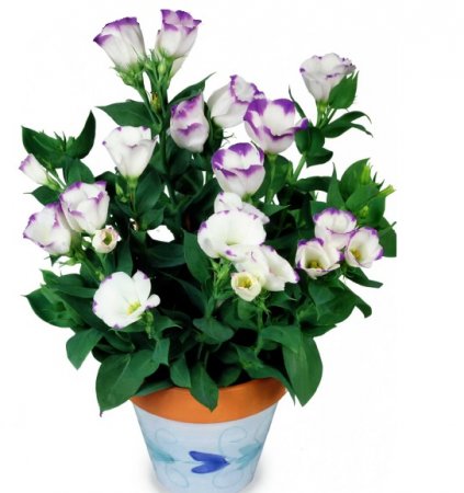 Eustoma virág, fotó, termesztés (palánták fejlődnek) Eustoma virág, fotó, termesztés