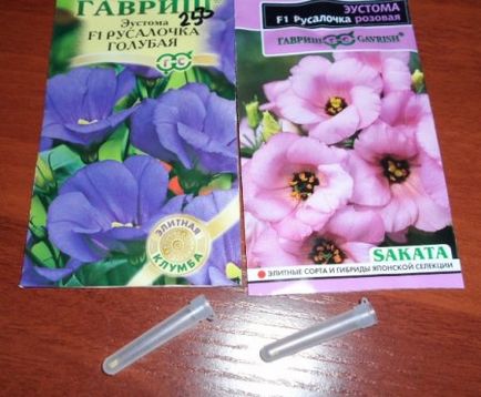 Eustoma virág, fotó, termesztés (palánták fejlődnek) Eustoma virág, fotó, termesztés