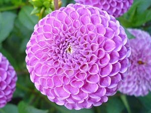 Dahlia virág - ültetés és gondozás, fotó dáliák, dália termesztés és leírás; hogyan kell tárolni (Dahlia) Dahlia virág - ültetés és gondozás, fotó dáliák, dália termesztés és leírás; hogyan kell tárolni
