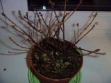 Dahlia virág - ültetés és gondozás, fotó dáliák, dália termesztés és leírás; hogyan kell tárolni (locsolás) Dahlia virág - ültetés és gondozás, fotó dáliák, dália termesztés és leírás; hogyan kell tárolni
