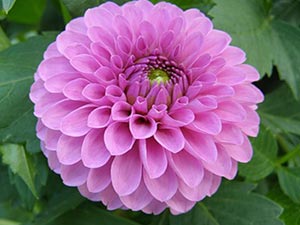 Dahlia virág - ültetés és gondozás, fotó dáliák, dália termesztés és leírás; hogyan kell tárolni (fotó) Dahlia virág - ültetés és gondozás, fotó dáliák, dália termesztés és leírás; hogyan kell tárolni