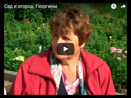 Dahlia virág - ültetés és gondozás, fotó dáliák, dália termesztés és leírás; hogyan kell tárolni (tárolás) Dahlia virág - ültetés és gondozás, fotó dáliák, dália termesztés és leírás; hogyan kell tárolni