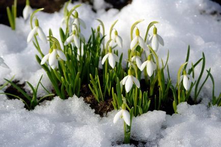 Virág Galanthus nivalis