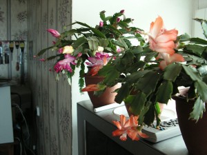 Virág Schlumberger (decembrista) ellátás, a szervátültetés és reprodukció az otthoni