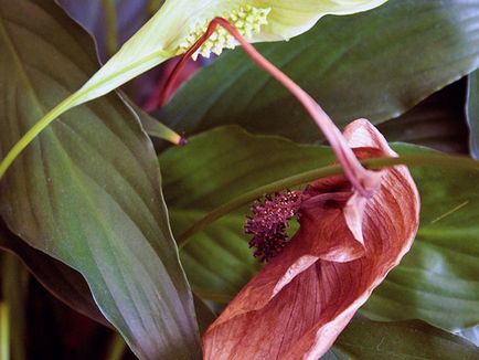 Virág Spathiphyllum - ellátás, az otthoni miért Spathiphyllum szárad, sárga, a fekete színt és