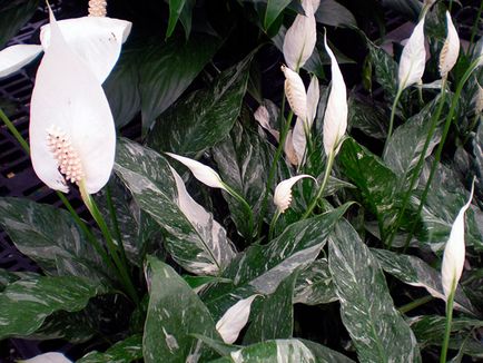 Virág Spathiphyllum - ellátás, az otthoni miért Spathiphyllum szárad, sárga, a fekete színt és