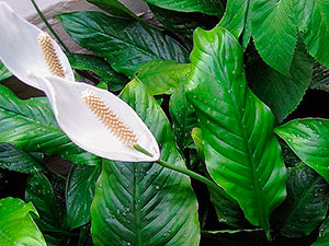 Virág Spathiphyllum - ellátás, az otthoni miért Spathiphyllum szárad, sárga, a fekete színt és