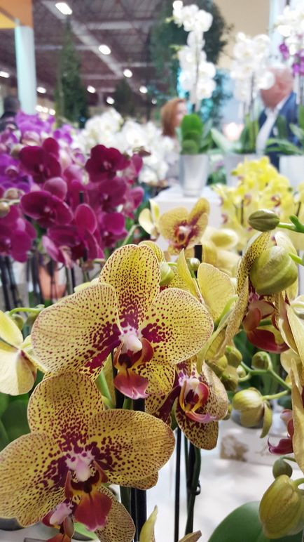 orchidea virág tüske