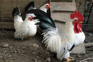 Miniatűr fajták csirkék a legjobb képviselői, fotó és leírás