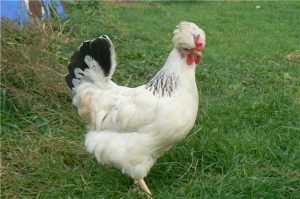 Miniatűr fajták csirkék a legjobb képviselői, fotó és leírás