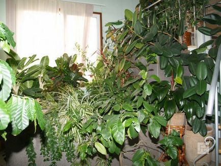 Otthon szobanövények, hogyan kell kiválasztani a növények, amelyek biztonságosak az állatok és a környezet javítása