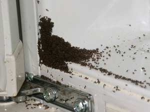 Háztartási hangyák a lakásban okaik, hogyan kell kezelni őket, és a megelőző intézkedések