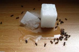 Háztartási hangyák a lakásban okaik, hogyan kell kezelni őket, és a megelőző intézkedések